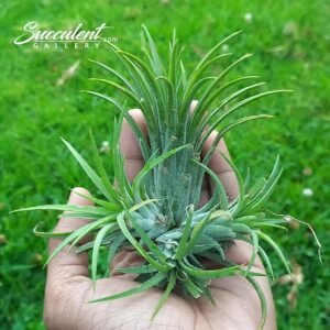 Air plant ’tillandsia ionantha’ Bunch