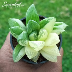 Variegated cuspidata