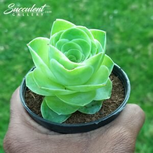 Greenovia ‘Mountain rose’ [Imported]
