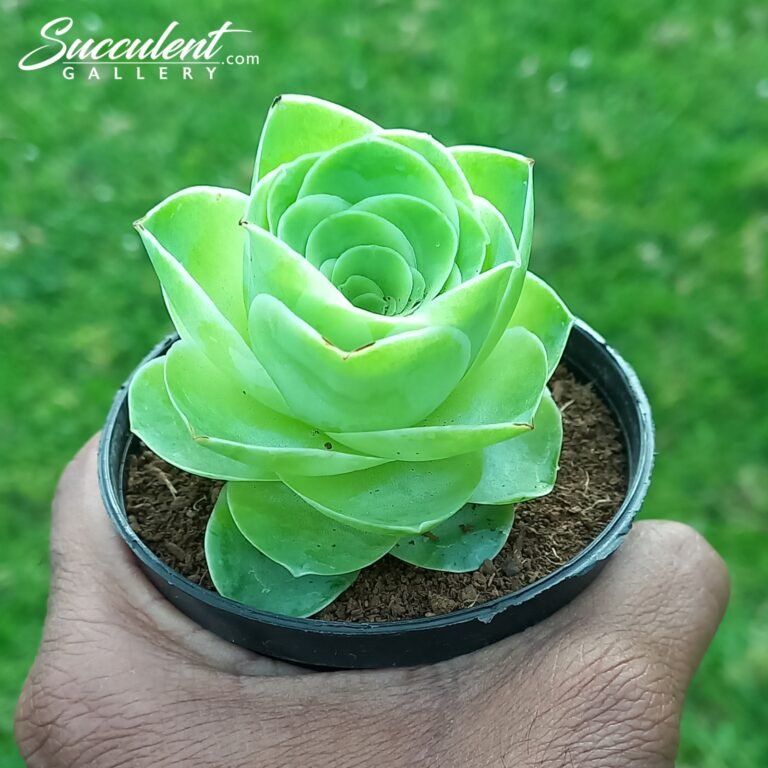 Greenovia: Mountain rose