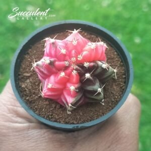 Gymnocalycium mihanovichii