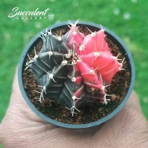 Gymnocalycium mihanovichii