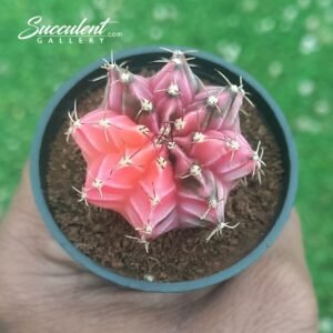 Gymnocalycium ‘berry leaf’