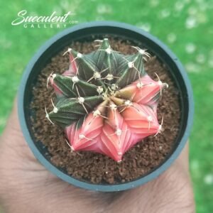 Gymnocalycium ‘candy fern’