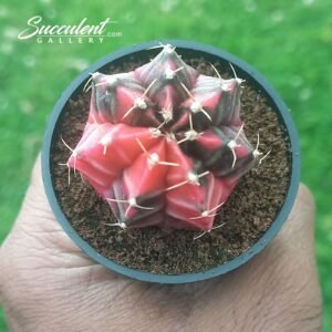 Gymnocalycium  ‘fairy blush’