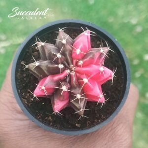 Gymnocalycium mihanovichii