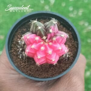 Gymnocalycium mihanovichii