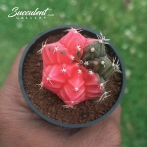 Gymnocalycium mihanovichii