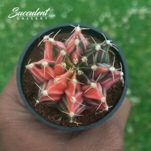 Gymnocalycium mihanovichii