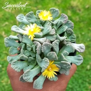 Titanopsis calcarea Big