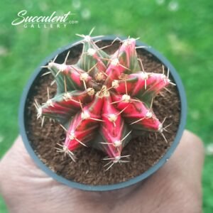 Gymnocalycium mihanovichii