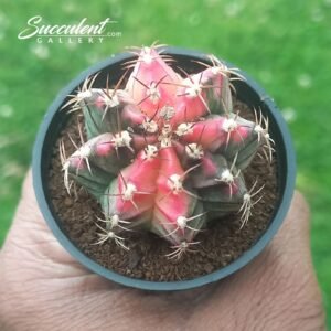 Gymnocalycium mihanovichii