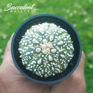 Astrophytum ‘Super Kabuto’ SG A5-012