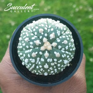 Astrophytum ‘Super Kabuto’ SG A5-013