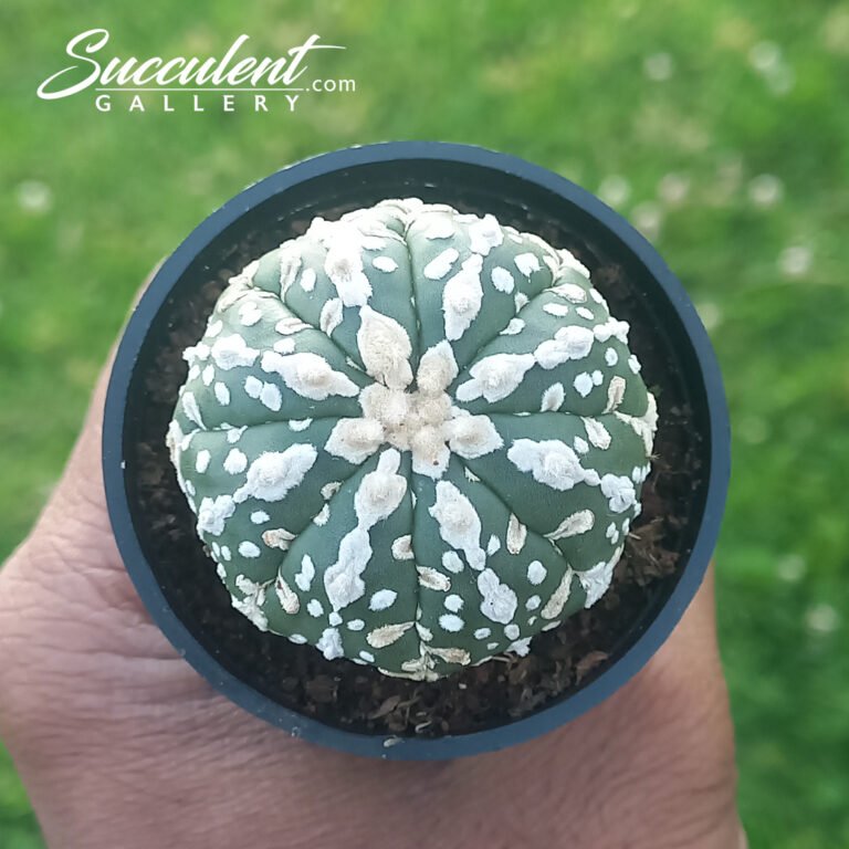 Astrophytum 'Super Kabuto'