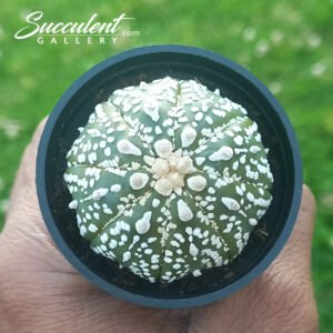 Astrophytum ‘Super Kabuto’ SG A5-017