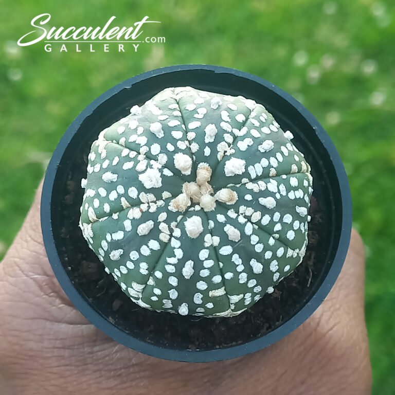 Astrophytum 'Super Kabuto'