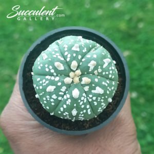 Astrophytum ‘Super Kabuto’ SG A5-002