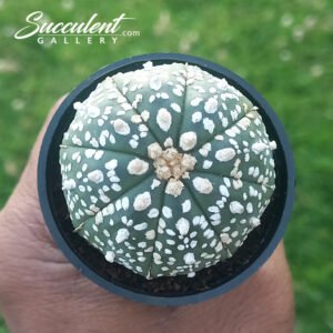 Astrophytum ‘Super Kabuto’ SG A5-020