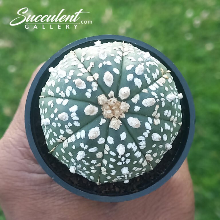 Astrophytum 'Super Kabuto'