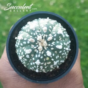 Astrophytum ‘Super Kabuto’ SG A5-021