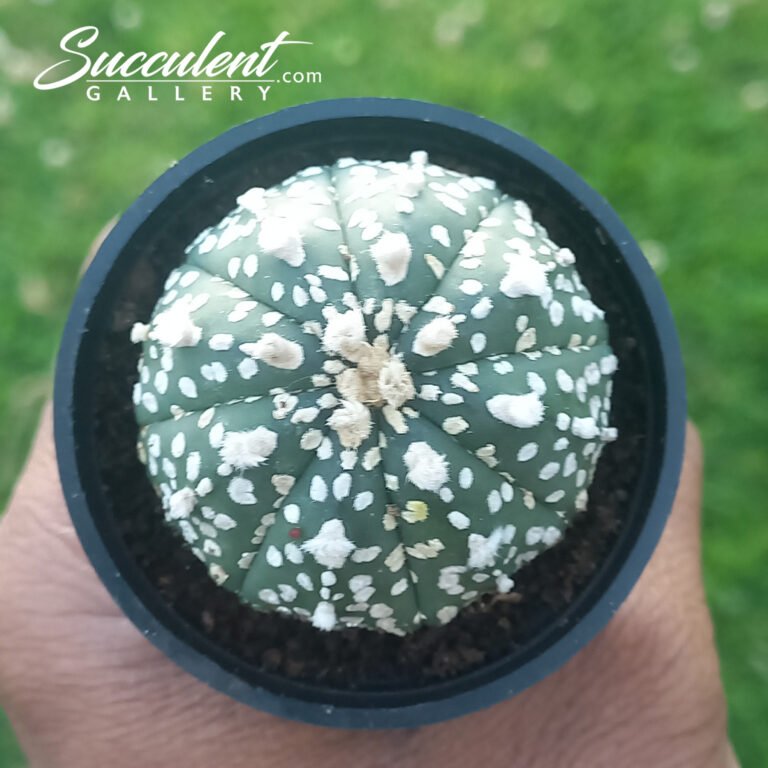 Astrophytum 'Super Kabuto'