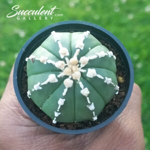 Astrophytum ‘Super Kabuto’ SG A5-022