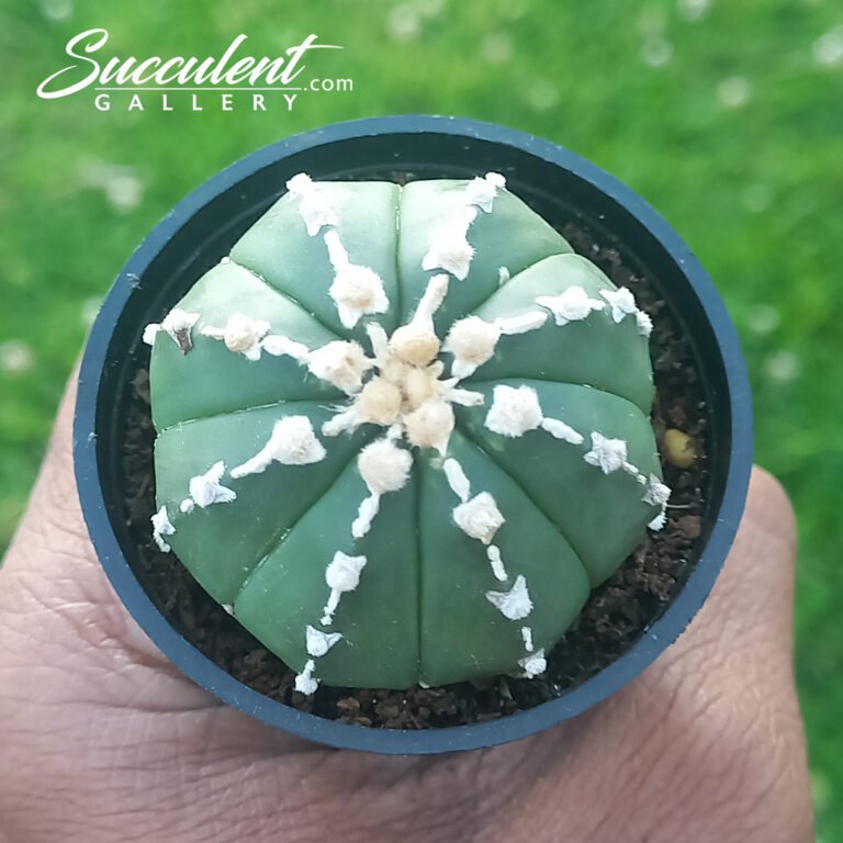 Astrophytum 'Super Kabuto'