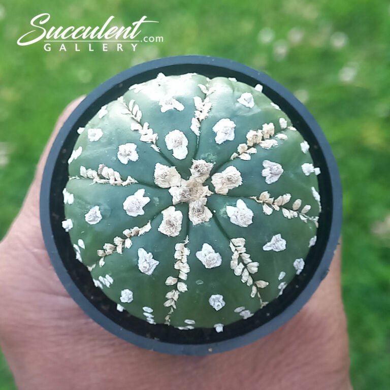 Astrophytum 'Super Kabuto'
