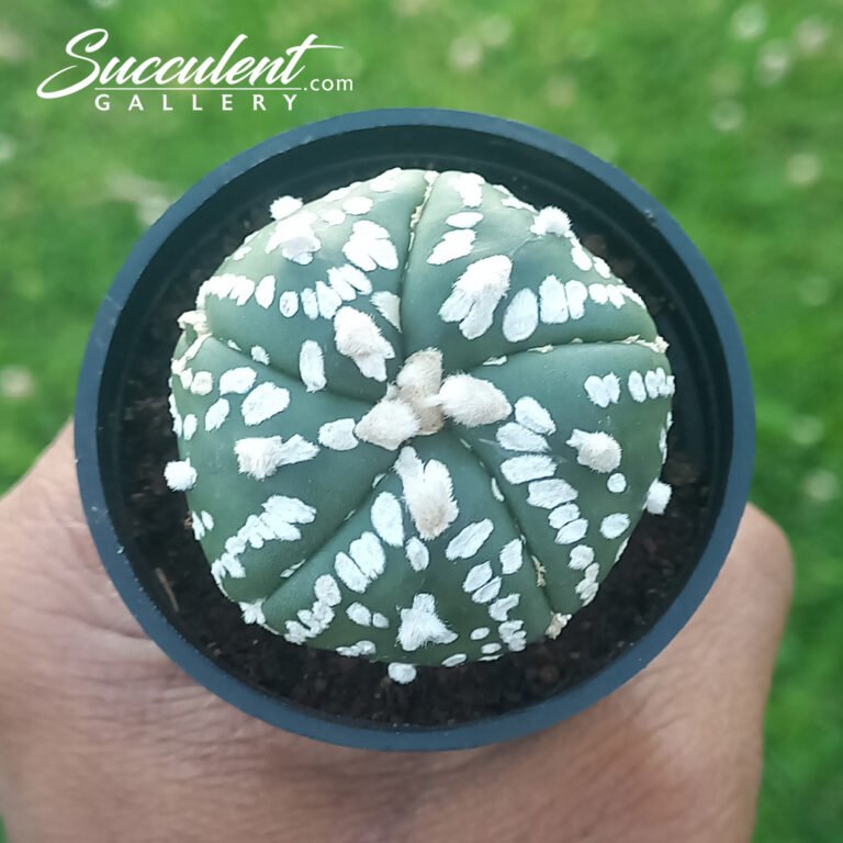 Astrophytum 'Super Kabuto'