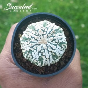 Astrophytum ‘Super Kabuto’ SG A5-026
