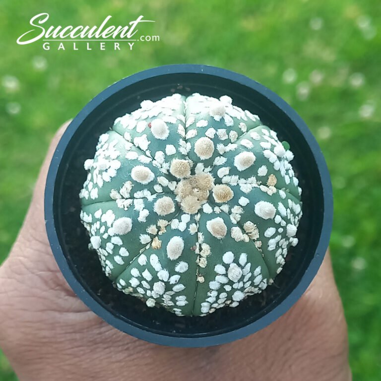 Astrophytum 'Super Kabuto'