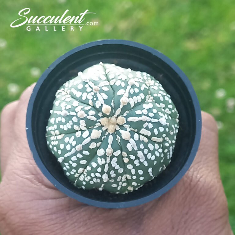 Astrophytum 'Super Kabuto'