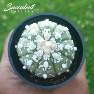 Astrophytum ‘Super Kabuto’ SG A5-029