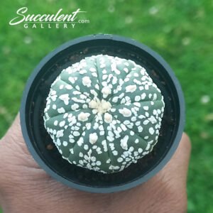 Astrophytum ‘Super Kabuto’ SG A5-003