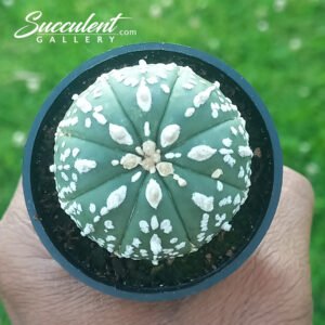 Astrophytum ‘Super Kabuto’ SG A5-031