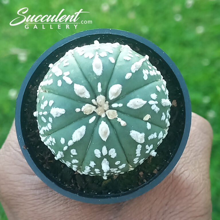 Astrophytum 'Super Kabuto'