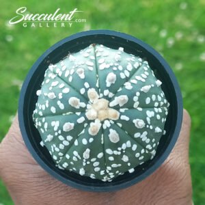 Astrophytum ‘Super Kabuto’SG A5-032