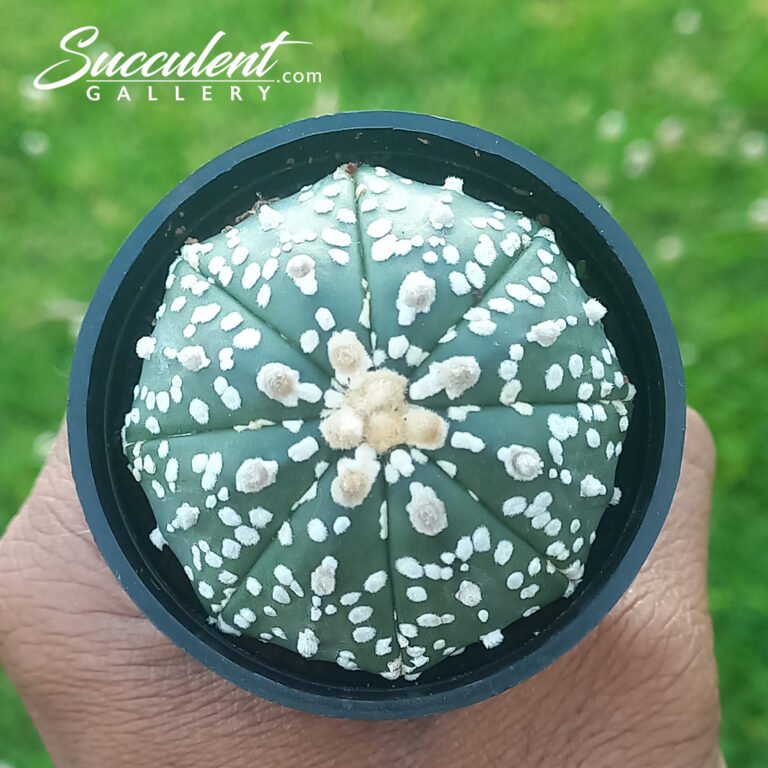 Astrophytum 'Super Kabuto'