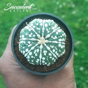 Astrophytum ‘Super Kabuto’ SG A5-005