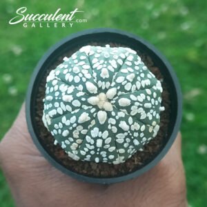 Astrophytum ‘Super Kabuto’ SG A5-006