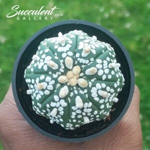 Astrophytum ‘Super Kabuto’ SGA5-009