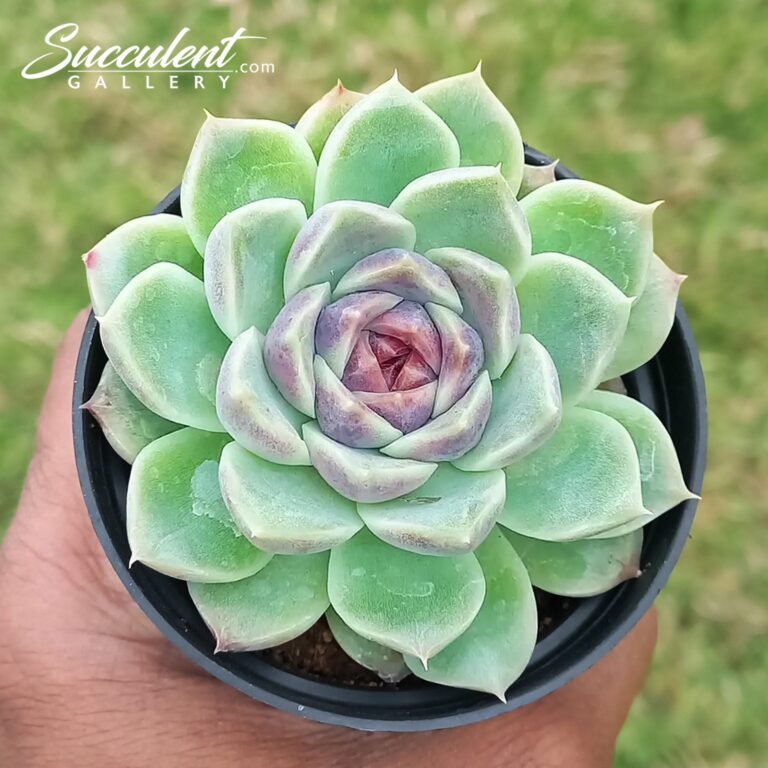Echeveria Amethys hybrid