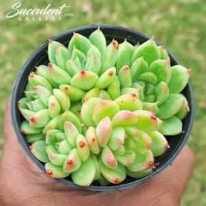 Echeveria Blue berry Bunch  Imported hybris