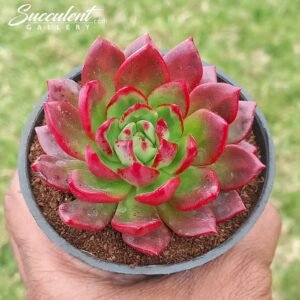 Echeveria ‘Chariot Garden’ Imported Hybrid
