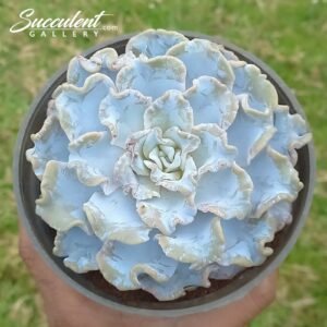 Echeveria ‘Crispet beauty’ Imported Hybrid
