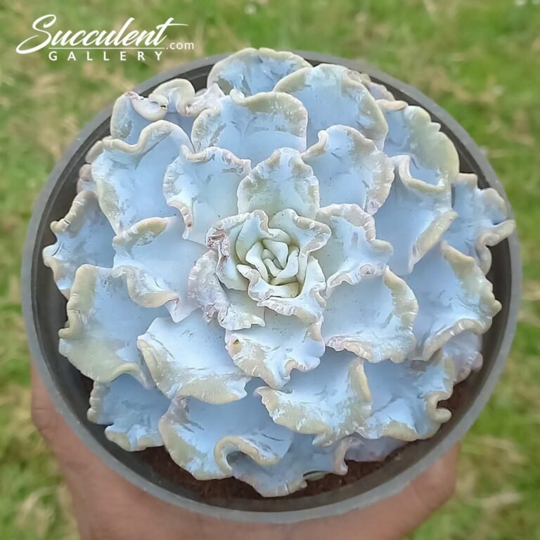 Echeveria Crispet beauty