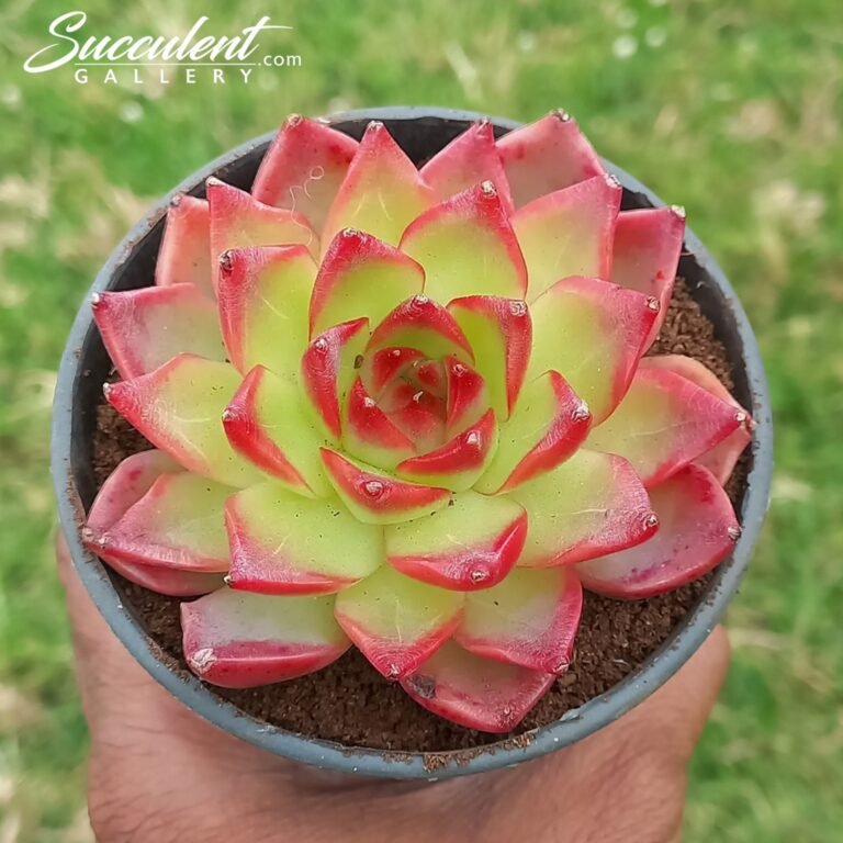 Echeveria Dong yun Burning