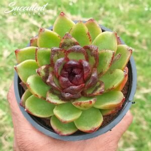 Echeveria Green Forest
