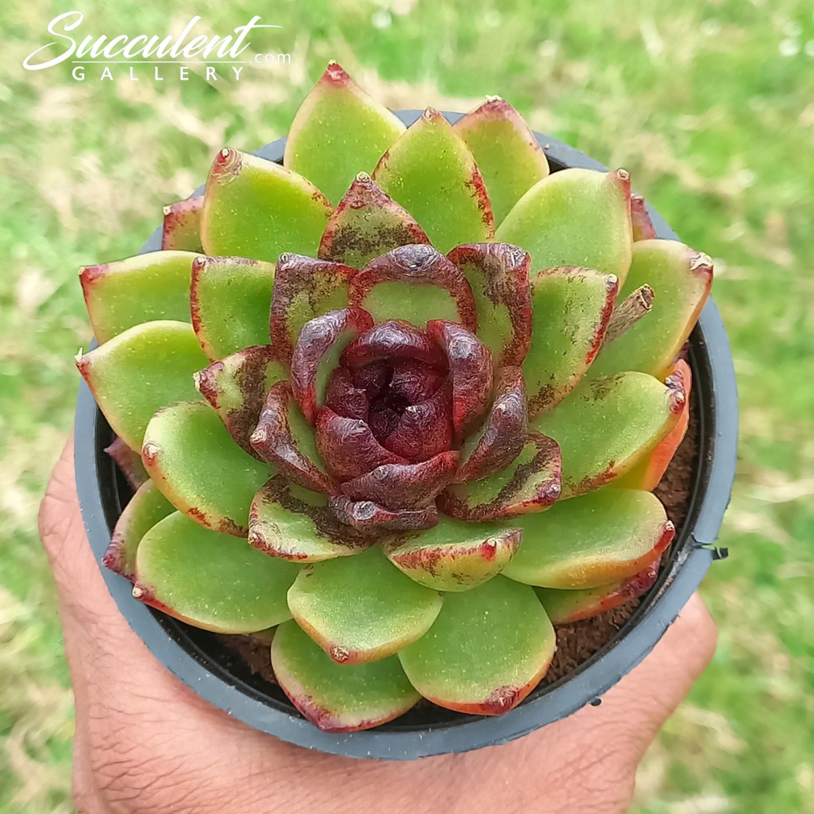 Echeveria ‘Green Forest ‘ Imported Hybrid